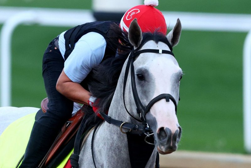 Kentucky Derby hopeful Sandman gallops on the track during early morning workouts Tuesday as he prepares for Saturday's 151st running of the Kentucky Derby at Churchill Downs in Louisville, Ky. Photo by John Sommers II/UPI