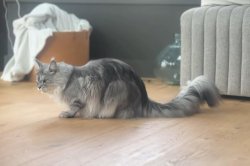 Minnesota cat's 18.5-inch tail earns Guinness World Records title