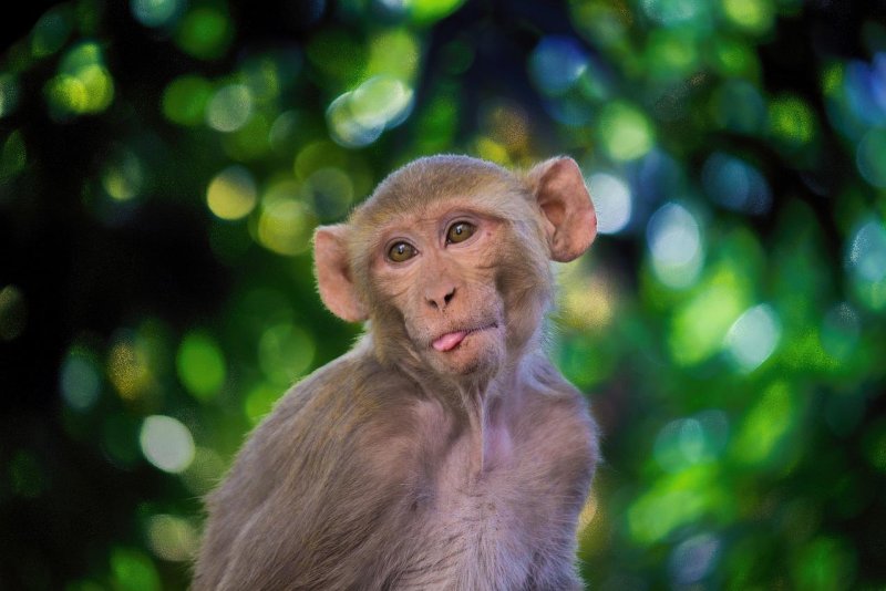 Residents of Mount Dora, Fla., have reported sightings of a monkey on the loose in the Sullivan Ranch neighborhood. Photo by Pixabay.com