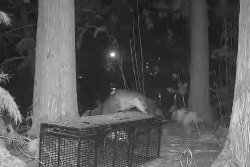 Raccoons impede attempts to capture Wis. zoo's escaped otters